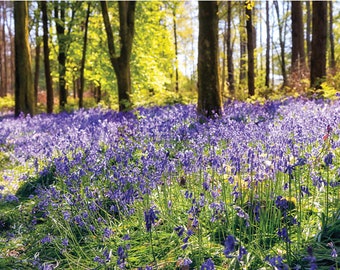 Greeting Card (A5) - 'Bluebell Woods' for Mother's Day, Easter or Any Occasion