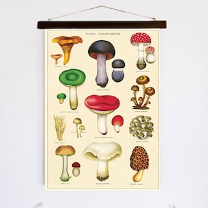 Vintage Mushroom Poster, Vintage Mycology Print, Curiosity Reproduction, Science Illustrations, Mushroom Home Decor