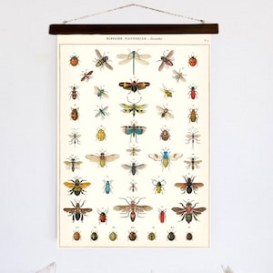 Vintage Insect Poster, Vintage Print, Curiosity Reproduction, Biology Illustrations, Beetles, Entomology Home Decor, Insect Decor