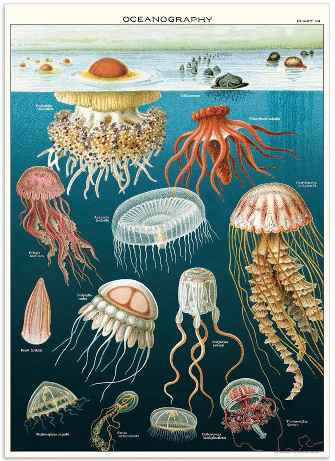 Vintage Jellyfish Poster Vintage Jellyfish Print Curiosity Etsy