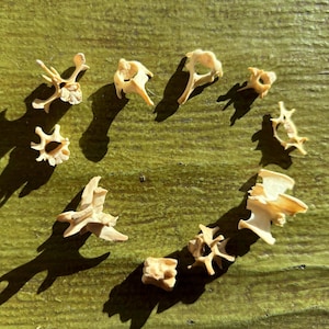 Muskrat Vertebrae, Spine Bones, Bones for Crafts, Animal Bones, Witch, Bone Casting, Runes