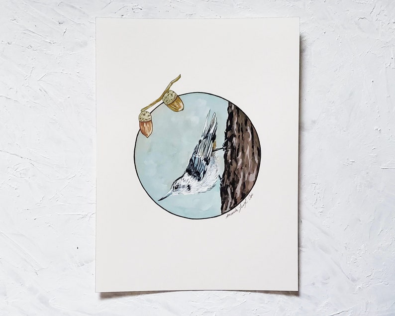 Ink Original White-Breasted Nuthatch Bird Illustration Painting Gouache 9x12