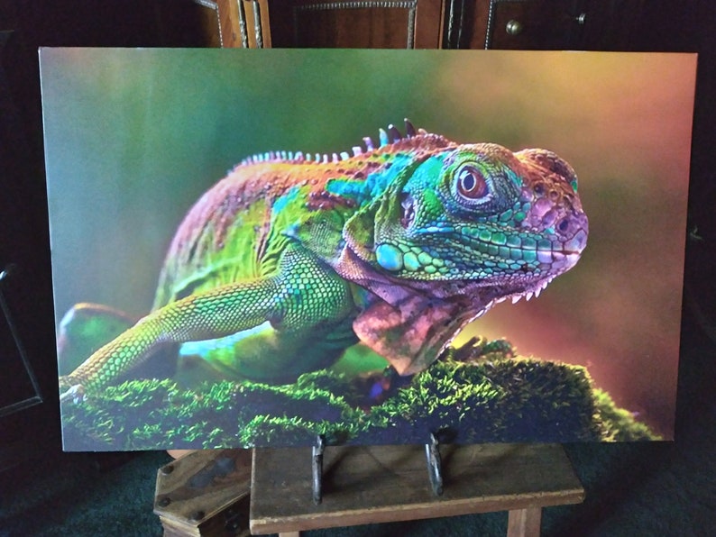 May include: A vibrant green, blue and purple iguana with a red eye, perched on a bed of green moss.