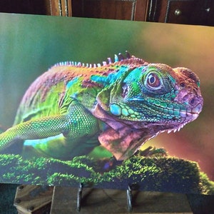 May include: A vibrant green, blue and orange iguana with a close-up of its face and eye. The iguana is sitting on a bed of green moss.