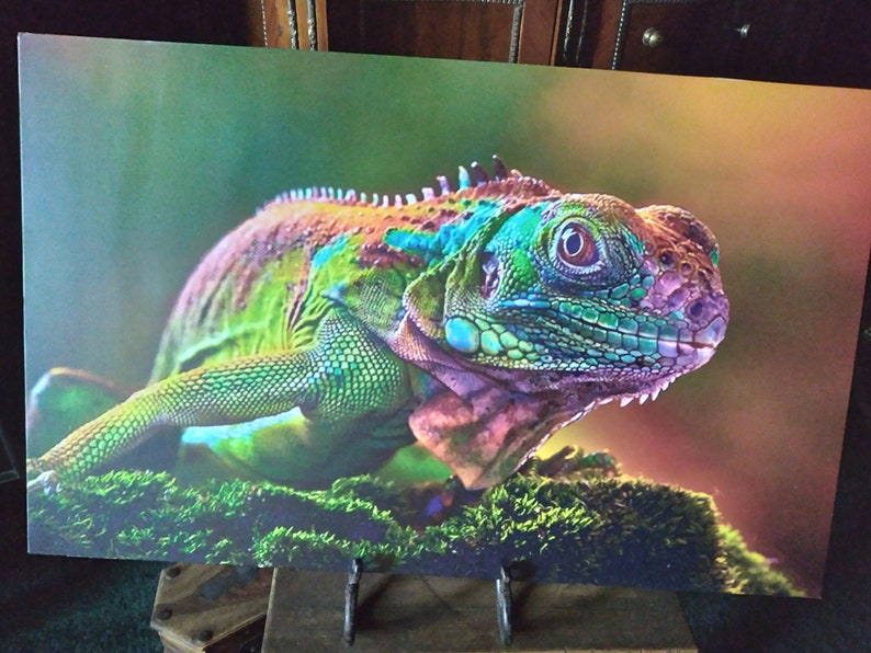 May include: A vibrant green, blue and orange iguana with a close-up of its face and eye. The iguana is sitting on a bed of green moss.