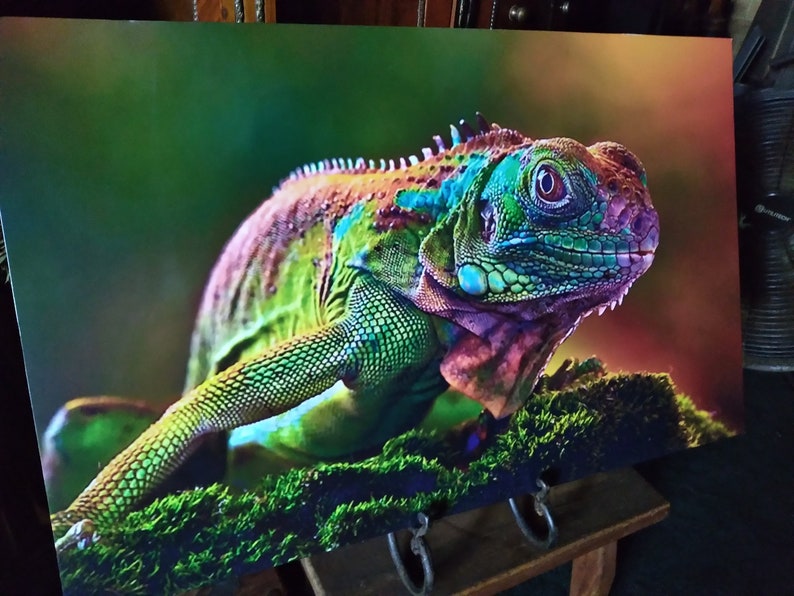 Colorful Chameleon Print: 16" x 26" Aluminum Poly-Metal Wall Art image 3