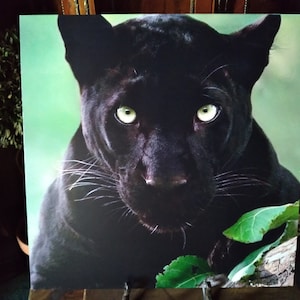 May include: A print of a black panther with striking green eyes. The panther's dark fur contrasts with the light green background. The image includes a close-up of the panther's face and part of its body, with green leaves in the foreground.
