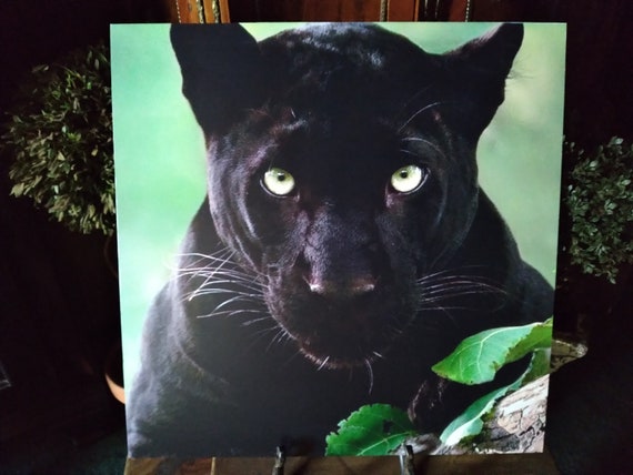 Black Panther Art Print: Aluminum Poly-Metal, Frame Ready (16" x 16")