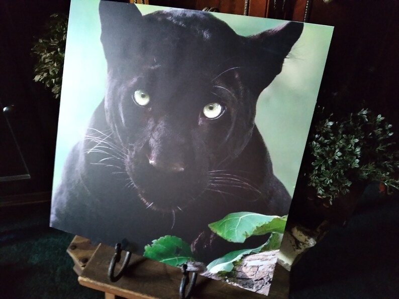May include: A square print depicting a close-up of a black panther's face with striking green eyes. The panther's dark fur contrasts with the light green background. The print is displayed on a wooden easel.