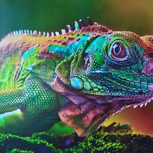May include: A vibrant green, blue and orange iguana with a textured skin, perched on a bed of green moss.