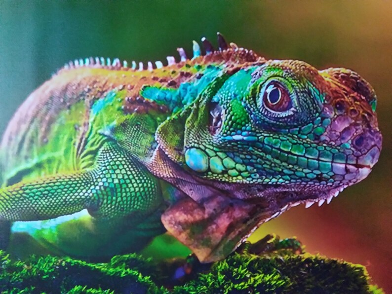 May include: A vibrant green, blue and orange iguana with a textured skin, perched on a bed of green moss.