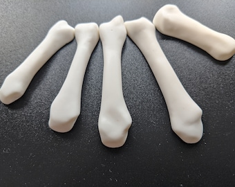 Metacarpal fridge magnets | anatomical | anatomy | hand | bone | medicine | medical | doctor | student | gift | physical therapy