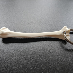May include: White plastic keychain shaped like a human bone with a silver metal ring.