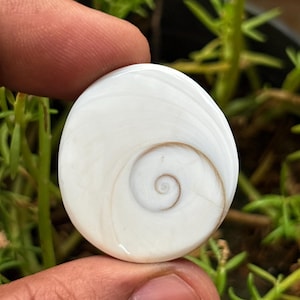 May include: A smooth, circular Shiva eye shell featuring a polished white surface with a natural, light brown spiral pattern centered on one side. The shell has a glossy finish and a rounded, pebble-like shape, displaying organic, swirling lines.
