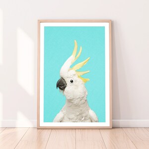 May include: A white cockatoo with a yellow crest stands against a bright turquoise background.