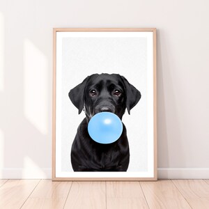 Può includere: Un cane Labrador Retriever nero con una bolla blu in bocca. Il cane sta guardando direttamente la telecamera.