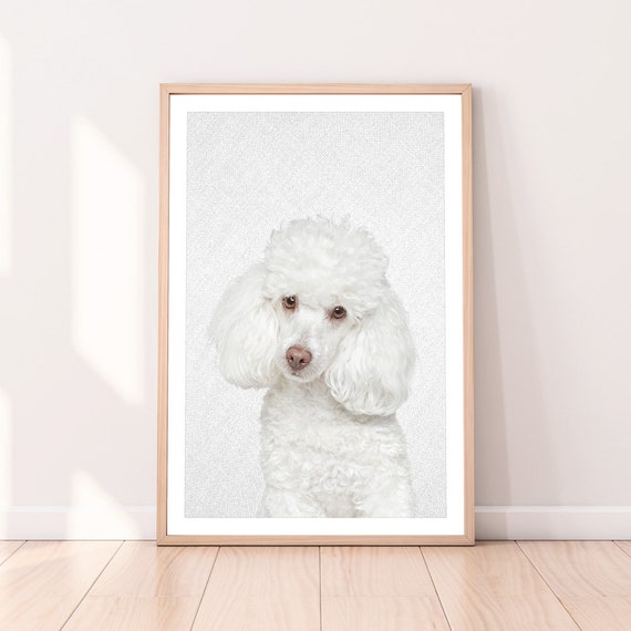 baby poodle white