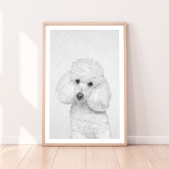 Impresion Del Perro Poodle Foto Decoracion De La Pared Del Etsy Impresion Del Perro Poodle Foto Decoracion De La Pared Del Etsy