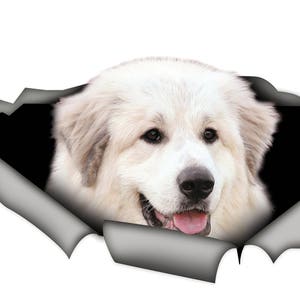 May include: A white Great Pyrenees dog's head peeks out of a torn piece of paper. The dog has a white coat and a black nose. The background is black.