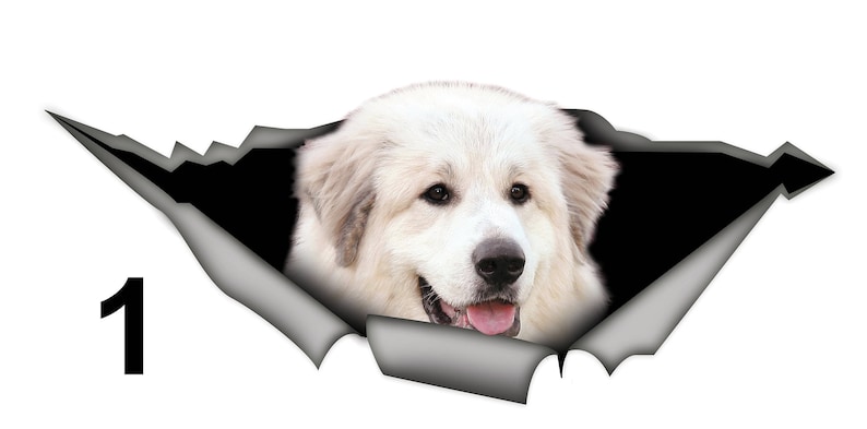 May include: A white Great Pyrenees dog's head peeks out of a torn piece of paper. The dog has a white coat and a black nose. The background is black.
