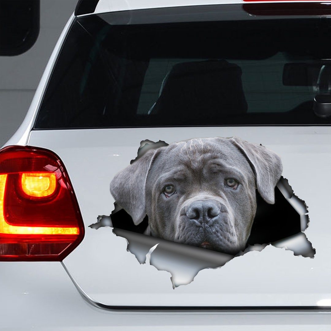 Gray Cane Corso Car Decal, Gray Cane Corso Gray Cane Corso