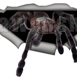 May include: A large, hairy, brown spider crawls out of a torn piece of paper. The spider has long legs and a dark, segmented body.