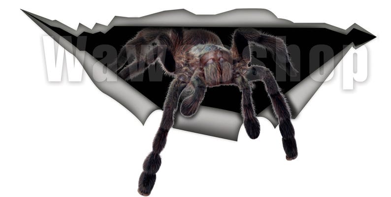 May include: A large, hairy, brown spider crawls out of a torn piece of paper. The spider has long legs and a dark, segmented body.