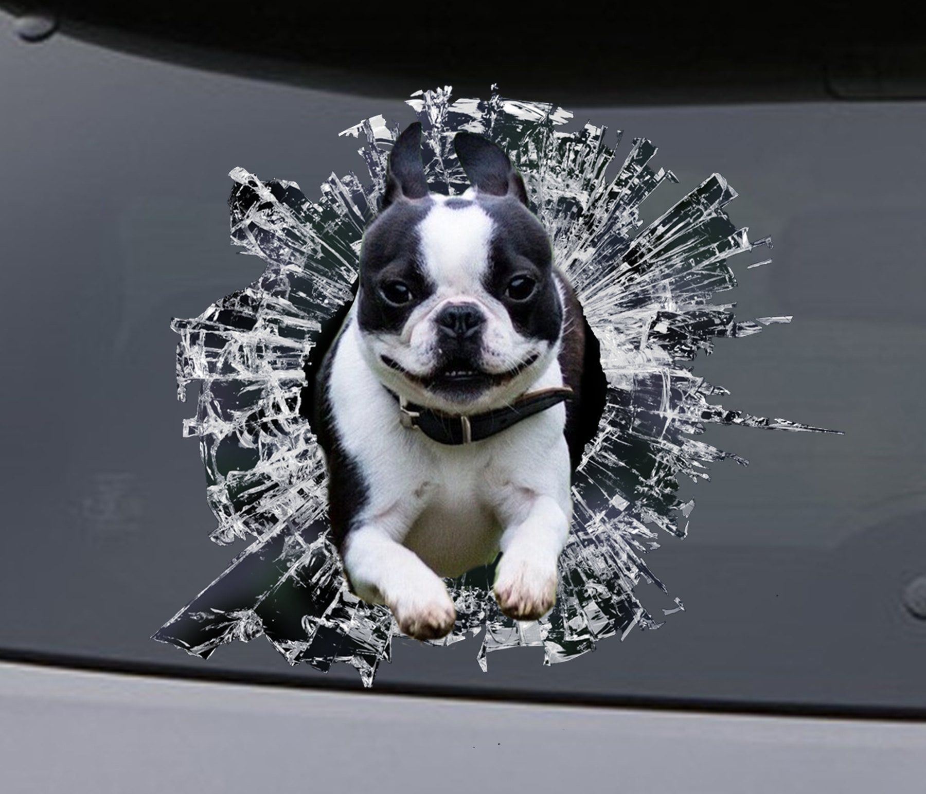 STICKER, Boston Terrier Window Sticker, Car Sticker, Pet Car Decal, Funny  Sticker 