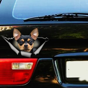 Op de afbeelding: Een zwarte en bruine Chihuahua-hond die uit een gescheurde auto-raam sticker kijkt. De sticker is zwart en wit en heeft een gescheurd papieren effect.