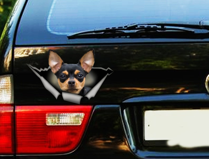 Op de afbeelding: Een zwarte en bruine Chihuahua-hond die uit een gescheurde auto-raam sticker kijkt. De sticker is zwart en wit en heeft een gescheurd papieren effect.