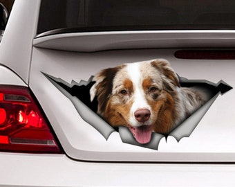May include: A sticker of a brown and white Australian Shepherd dog peeking out of a ripped car window. The dog has a happy expression and its tongue is sticking out.