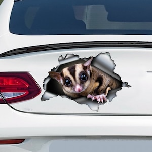 Calcomanía de coche Sugar Glider, imán Sugar Glider, pegatina Sugar Glider, calcomanía para mascotas