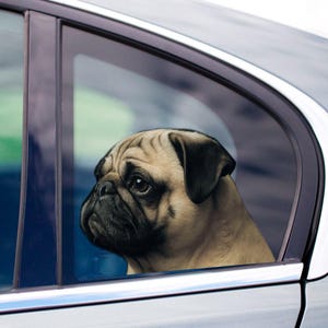 Könnte beinhalten: Nahaufnahme eines Mops, der aus einem Autofenster schaut. Der Hund hat ein hellbraunes Fell mit schwarzer Schnauze und Ohren. Das Auto ist silberfarben und die Scheibe ist getönt.