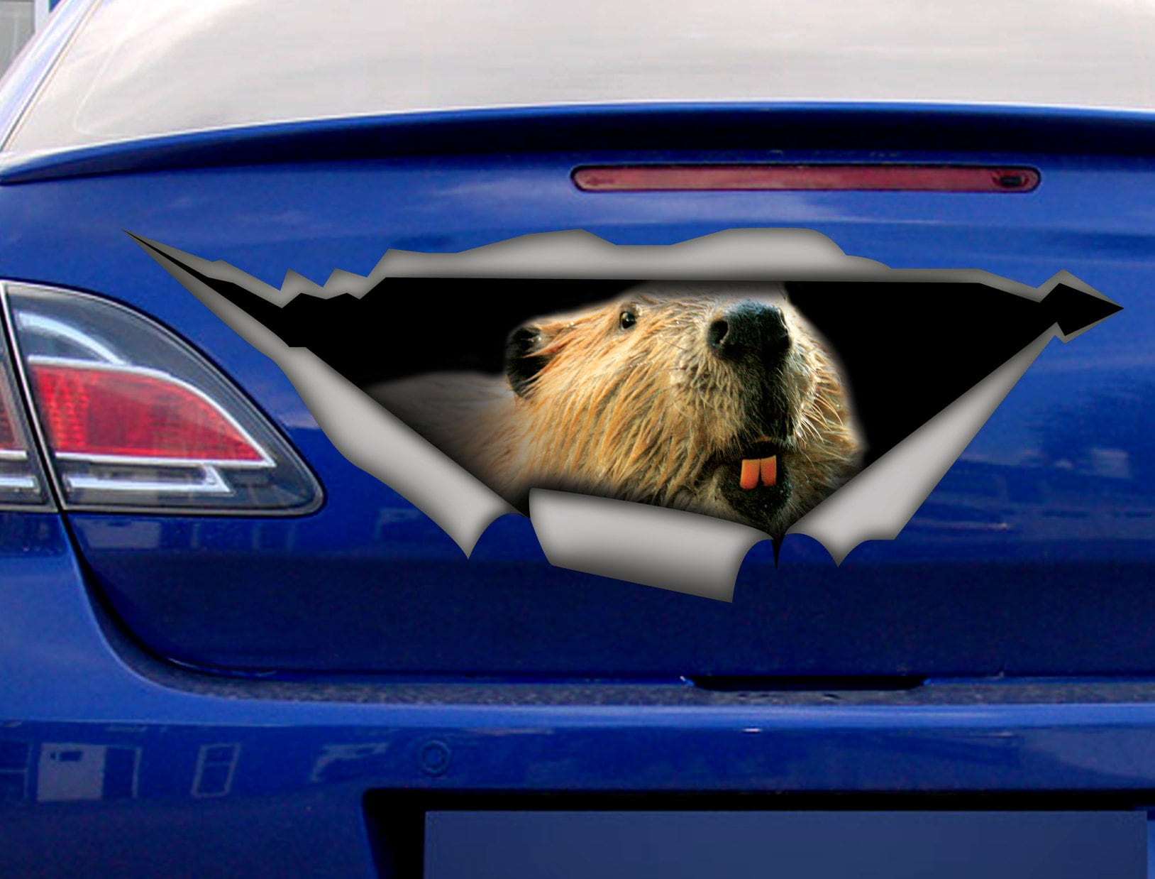 Sticker Beaver Car Sticker Beaver Decal Animal Sticker Etsy