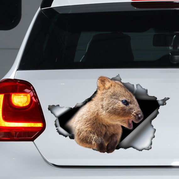 Quokka Car Decal Australian Quokka Car Quokka Etsy