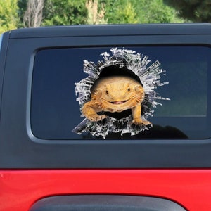 Può includere: Un barbagianni giallo che spunta da un finestrino rotto su un'auto nera. Il barbagianni ha la bocca spalancata e guarda direttamente la telecamera.