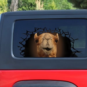 Op de afbeelding: De kop van een kameel die door een gebarsten raam van een rode auto kijkt. De kameel heeft een bruine vacht en een vriendelijke uitdrukking.