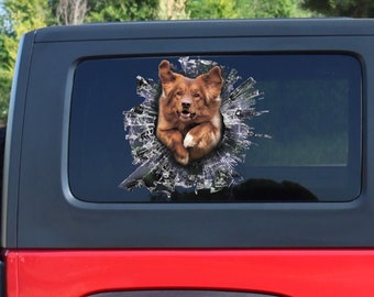 May include: A brown and white Nova Scotia Duck Tolling Retriever dog peeks through a broken window on a red car. The dog is looking directly at the camera with its mouth closed and tongue slightly out. The dog's fur is a reddish-brown color and its eyes are brown.