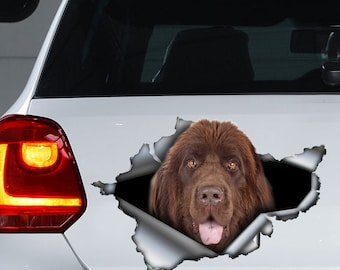 Puede incluir: Un perro Terranova marrón asomándose a través de un efecto de metal rasgado en un coche blanco. El perro tiene pelaje marrón, ojos marrones y su lengua es visible. El piloto trasero del coche es visible a la izquierda.