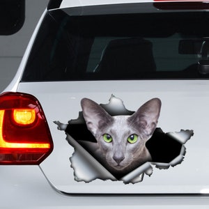 Orientalischer Katzen-Auto-Aufkleber, orientalischer Katzenmagnet, grauer orientalischer Katzenaufkleber