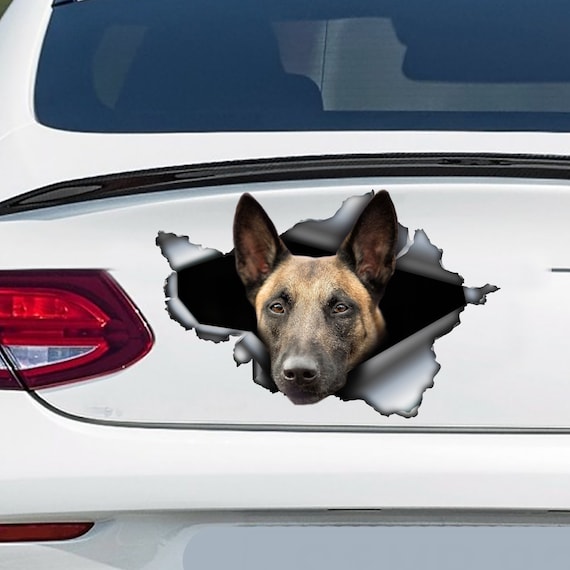 Belgian malinois on sale car decal