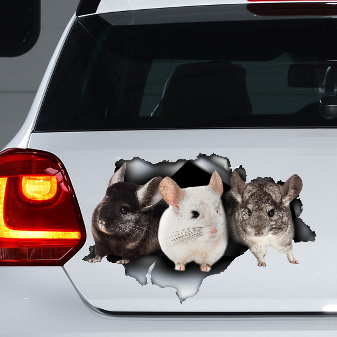 Cute Chinchilla Car Decal Chinchilla Funny Chinchilla Etsy