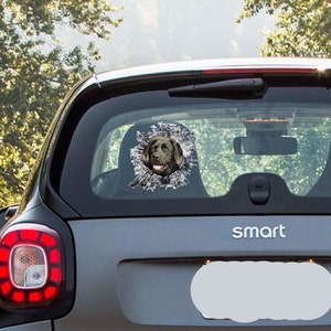 May include: A black Labrador Retriever dog's head is shown through a cracked window on a gray car. The dog is looking directly at the camera. The car has the word "smart" on the back.