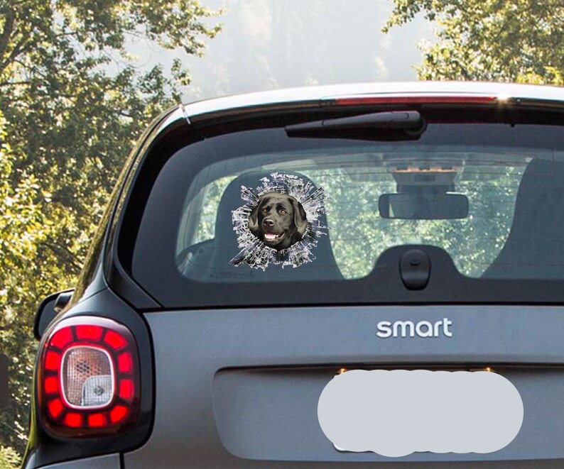 May include: A black Labrador Retriever dog's head is shown through a cracked window on a gray car. The dog is looking directly at the camera. The car has the word "smart" on the back.