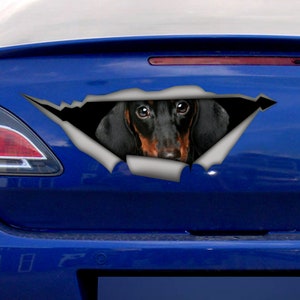 May include: A black and tan dachshund dog's head peeking out of a ripped blue car window decal. The decal is designed to look like the car's window has been ripped open.