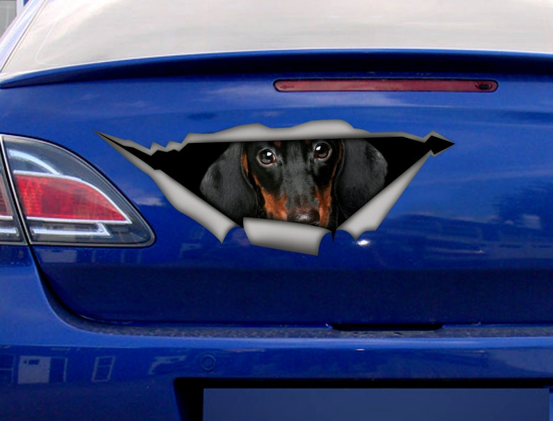 May include: A black and tan dachshund dog's head peeking out of a ripped blue car window decal. The decal is designed to look like the car's window has been ripped open.