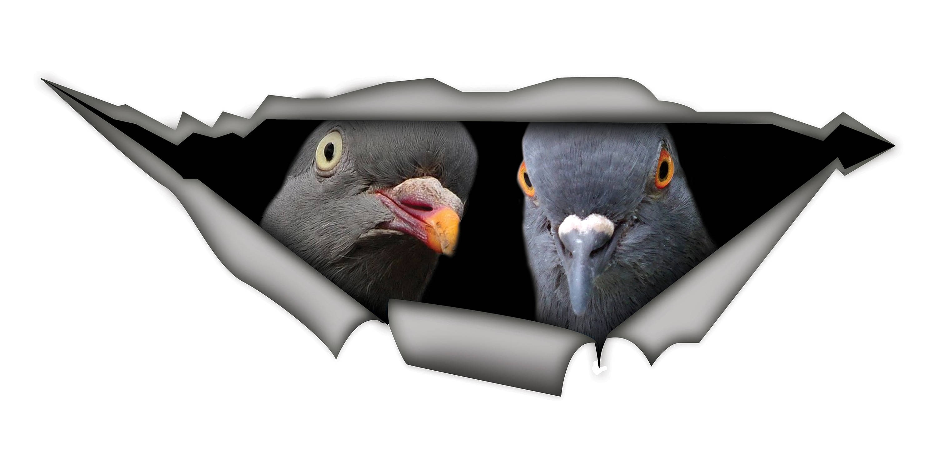 D bird stickers  chirp bird 26 into - Shop Bird KaFe Stickers