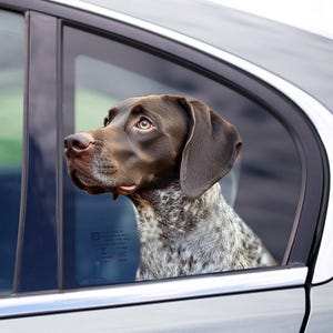 Puede incluir: Un perro marrón y blanco manchado con orejas marrones mira por la ventana de un coche plateado.