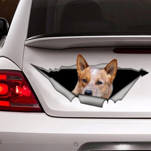 Può includere: Un adesivo per finestrini d'auto strappato con un Australian Cattle Dog rosso e bianco che sporge. L'adesivo è progettato per dare l'impressione che il cane stia rompendo il finestrino dell'auto.