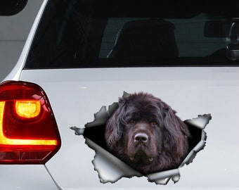 Puede incluir: La cabeza de un perro negro de Terranova asoma de un fondo de papel blanco rasgado. El perro tiene una expresión seria y su pelaje es grueso y esponjoso.